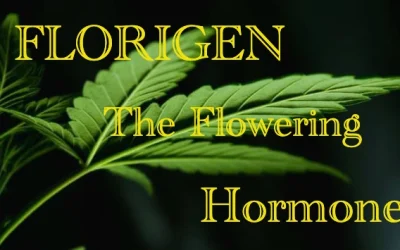 The flowering hormone of Cannabis