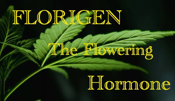 The hormone of flowering